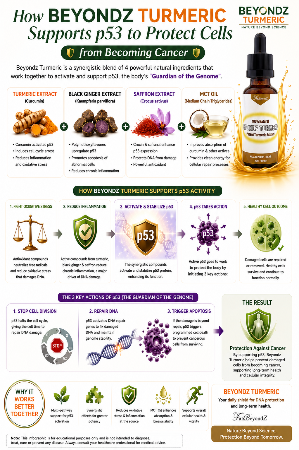 P53 PROTEIN: THE BODY'S CELLULAR GUARDIAN